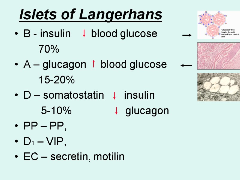 Islets of Langerhans B - insulin       blood glucose